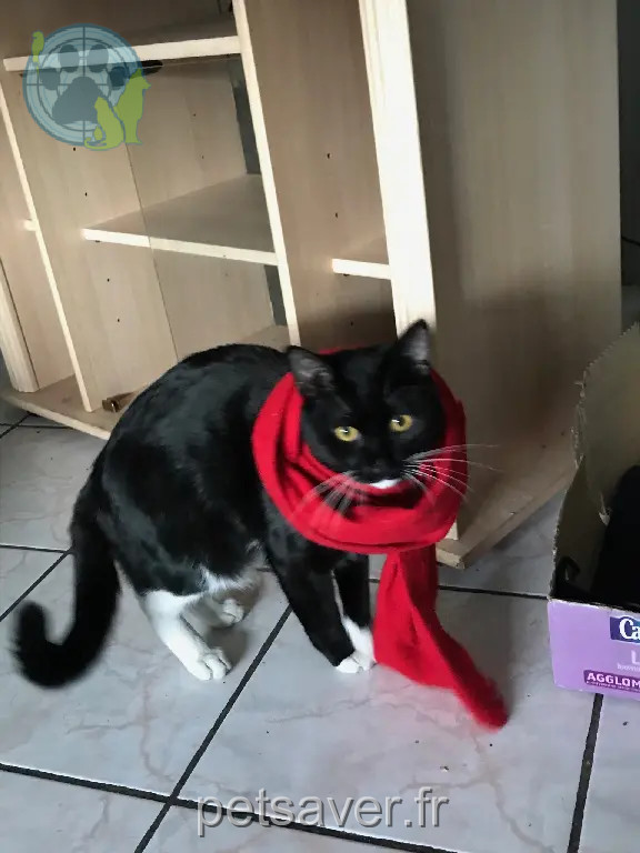 Chat Perdu 30 Gard - Chacha Chat Perdu 30 Gard - Chacha