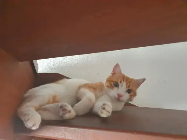 chat lost   30220 Aigues-Mortes Chacha