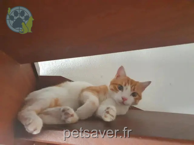 chat perdu 30220 Aigues-Mortes Chacha chat lost 30220 Aigues-Mortes Chacha