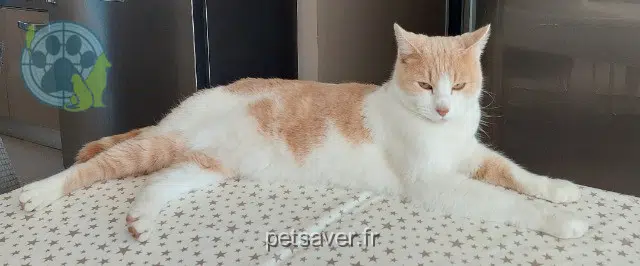 gato perdido 30350 Lédignan Champagne gato lost 30350 Lédignan Champagne