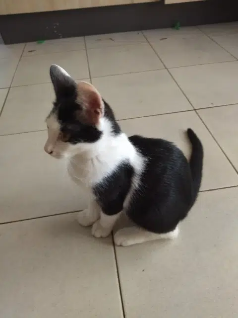 chat lost   30100 Alès Chaplin