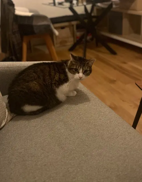 chat lost   30320 Marguerittes Charlie