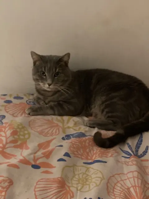 chat lost   30350 Canaules-et-Argentières Choupy