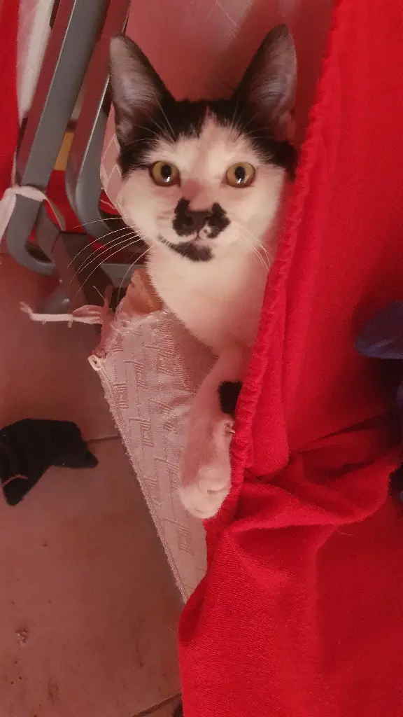 Chat Perdu 30 Gard - Crabi Chat Perdu 30 Gard - Crabi