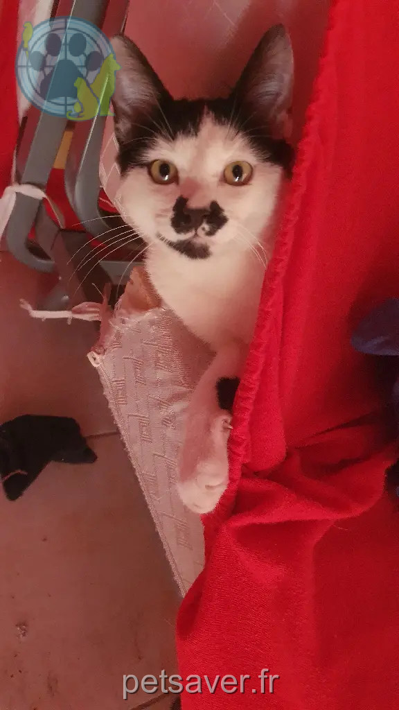 Chat Perdu 30 Gard - Crabi Chat Perdu 30 Gard - Crabi
