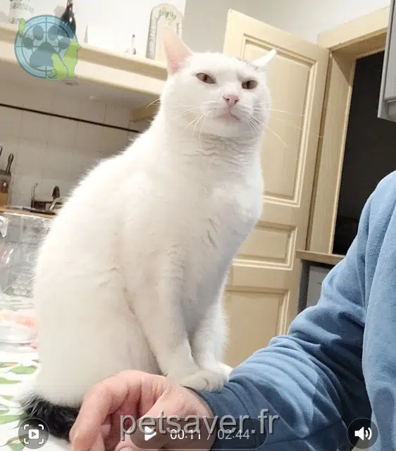 chat lost   30350 Saint-Jean-de-Serres Doudou