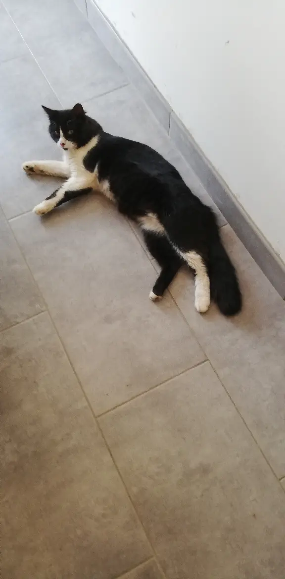 Chat Perdu 30 Gard - Felix Chat Perdu 30 Gard - Felix
