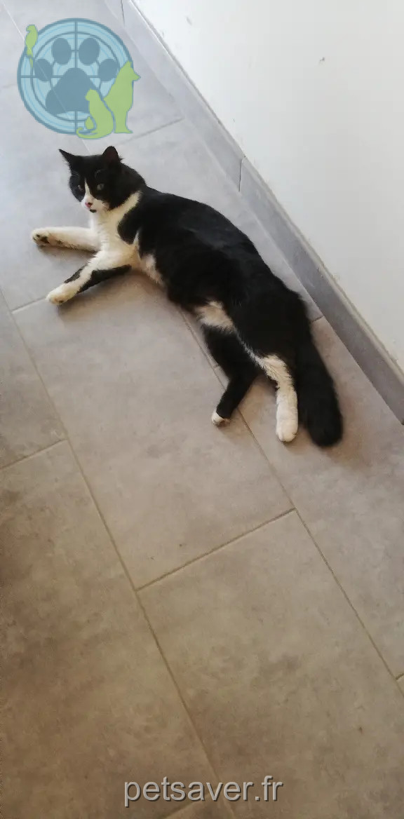Chat Perdu 30 Gard - Felix Chat Perdu 30 Gard - Felix