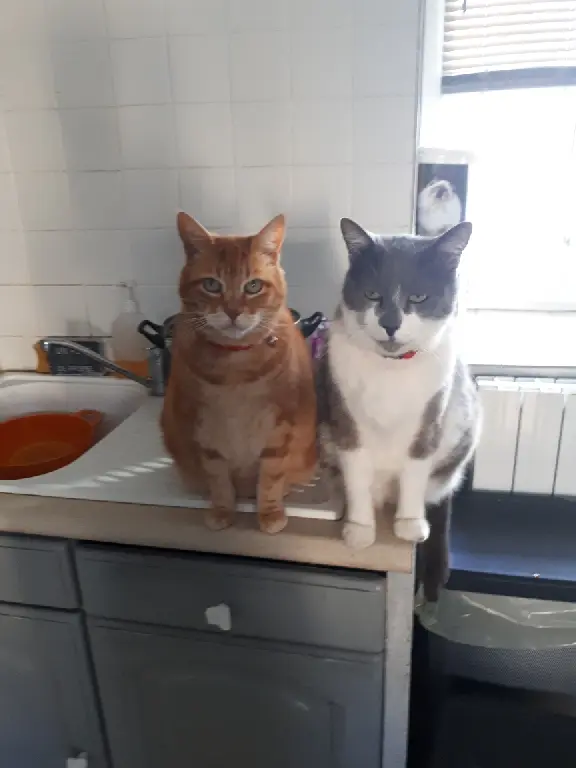 Chat Perdu 30 Gard - Filou Chat Perdu 30 Gard - Filou
