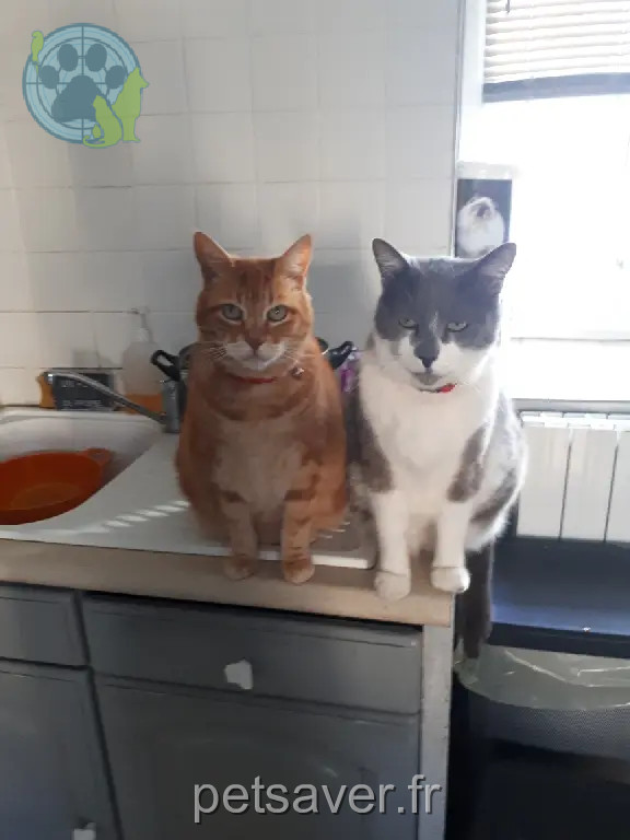 Chat Perdu 30 Gard - Filou Chat Perdu 30 Gard - Filou