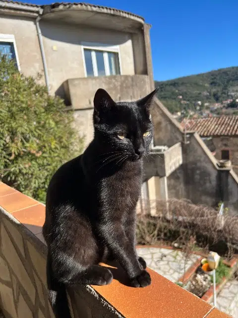 chat lost   30500 Saint-Brès Floki