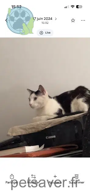 chat lost   30210 Fournès Bounty