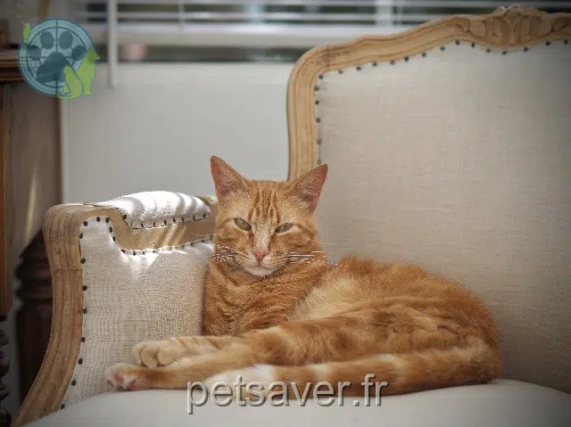 chat lost 30400 Villeneuve-lès-Avignon Foxy