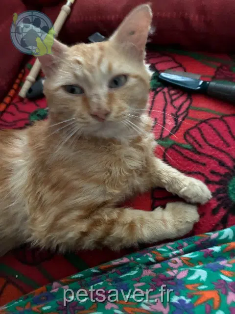gatto perso 30700 Blauzac Garfield gatto lost 30700 Blauzac Garfield