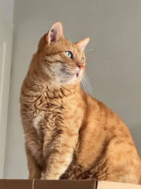 chat lost   30700 Uzès Ginger