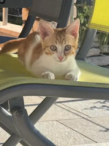 gato perdido Rue des Sources 30110 Trescol Gizmo gato lost Rue des Sources 30110 Trescol Gizmo