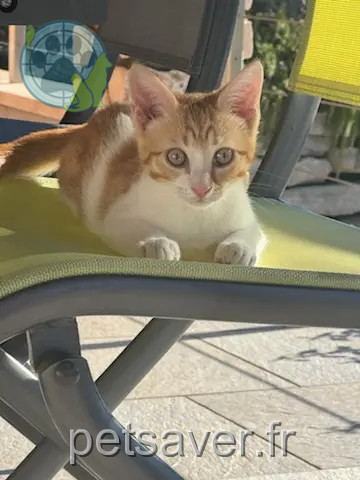 Kater vermisst Rue des Sources 30110 Trescol Gizmo Kater lost Rue des Sources 30110 Trescol Gizmo