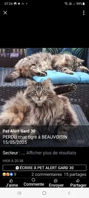chat lost   30640 Beauvoisin Gluglu