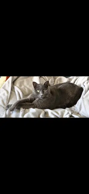 chat lost   30230 Bouillargues Gribouille