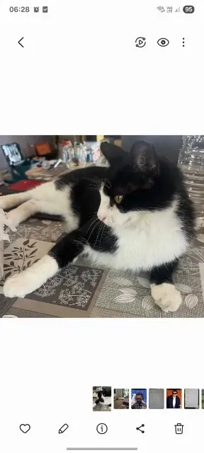 chat lost   30840 Meynes Hakou