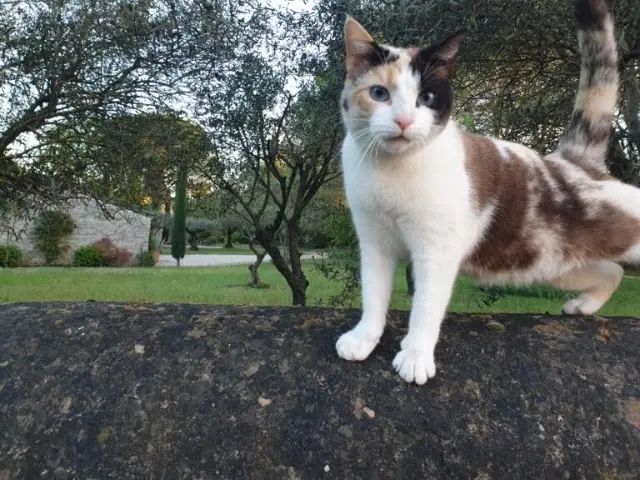 chat lost   30700 Uzès Inconnu