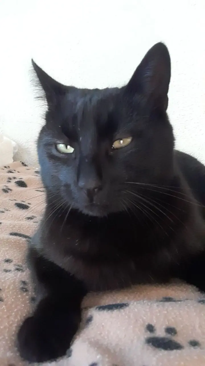 Chat Perdu 30 Gard Chat Perdu 30 Gard