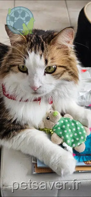 chat lost   30220 Aigues-Mortes Jazz