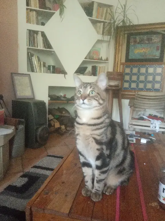 Chat Perdu 30 Gard - Jerry Chat Perdu 30 Gard - Jerry