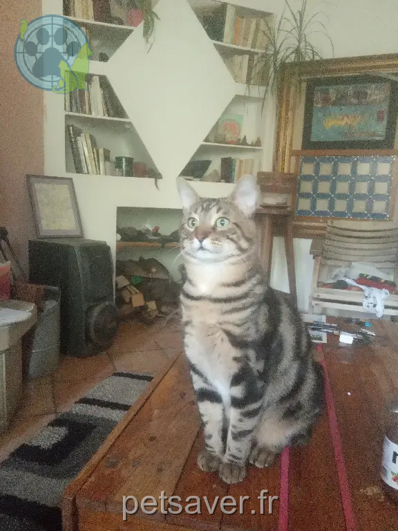 Chat Perdu 30 Gard - Jerry Chat Perdu 30 Gard - Jerry