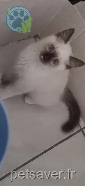 chat lost   30100 Alès Kiros