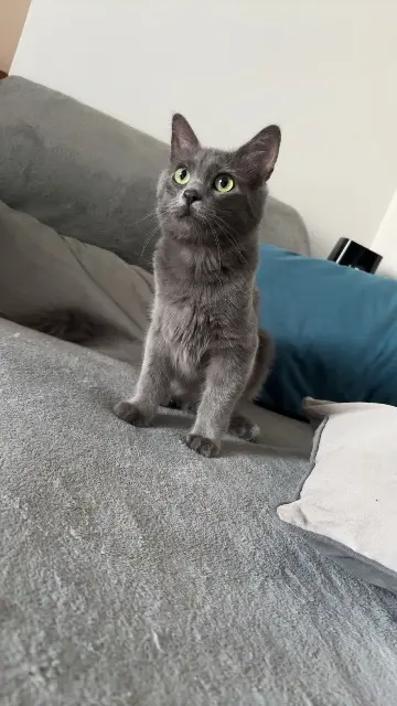 chat lost   30130 Pont-Saint-Esprit Kiwi