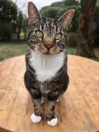 Chat Perdu 30 Gard - Koda Chat Perdu 30 Gard - Koda
