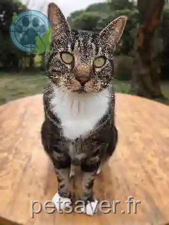 Chat Perdu 30 Gard - Koda Chat Perdu 30 Gard - Koda