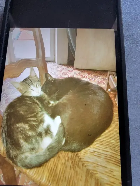 chat lost   30300 Beaucaire Krokmou