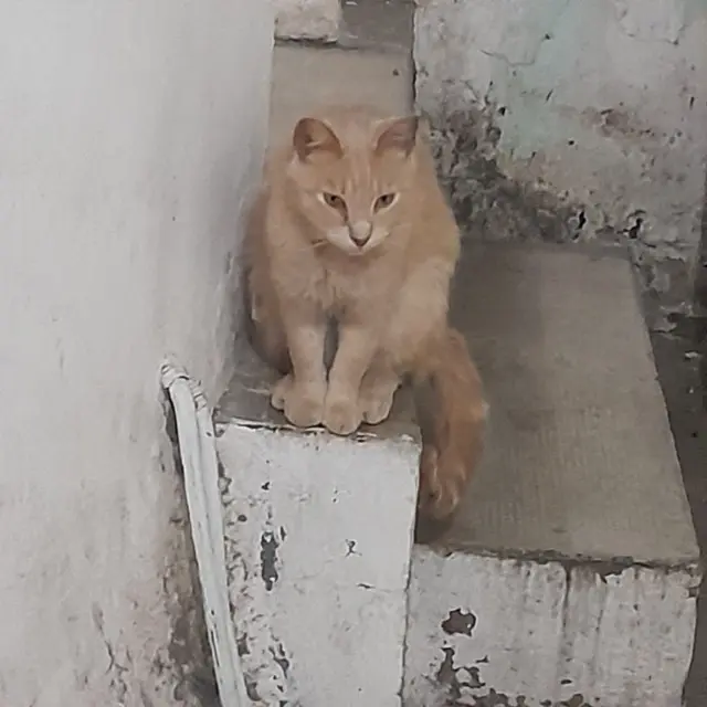 chat lost   30100 Alès Kéké