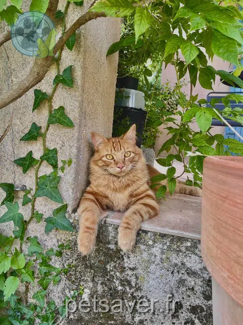 chat lost   30580 Fontarèches Lando