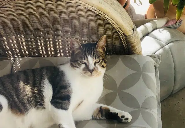 chat lost   30290 Laudun-l'Ardoise Ninou