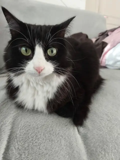 chat lost   30420 Calvisson Leïry