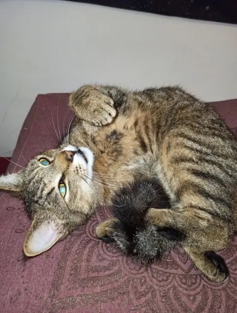 chat lost   30140 Anduze Loki