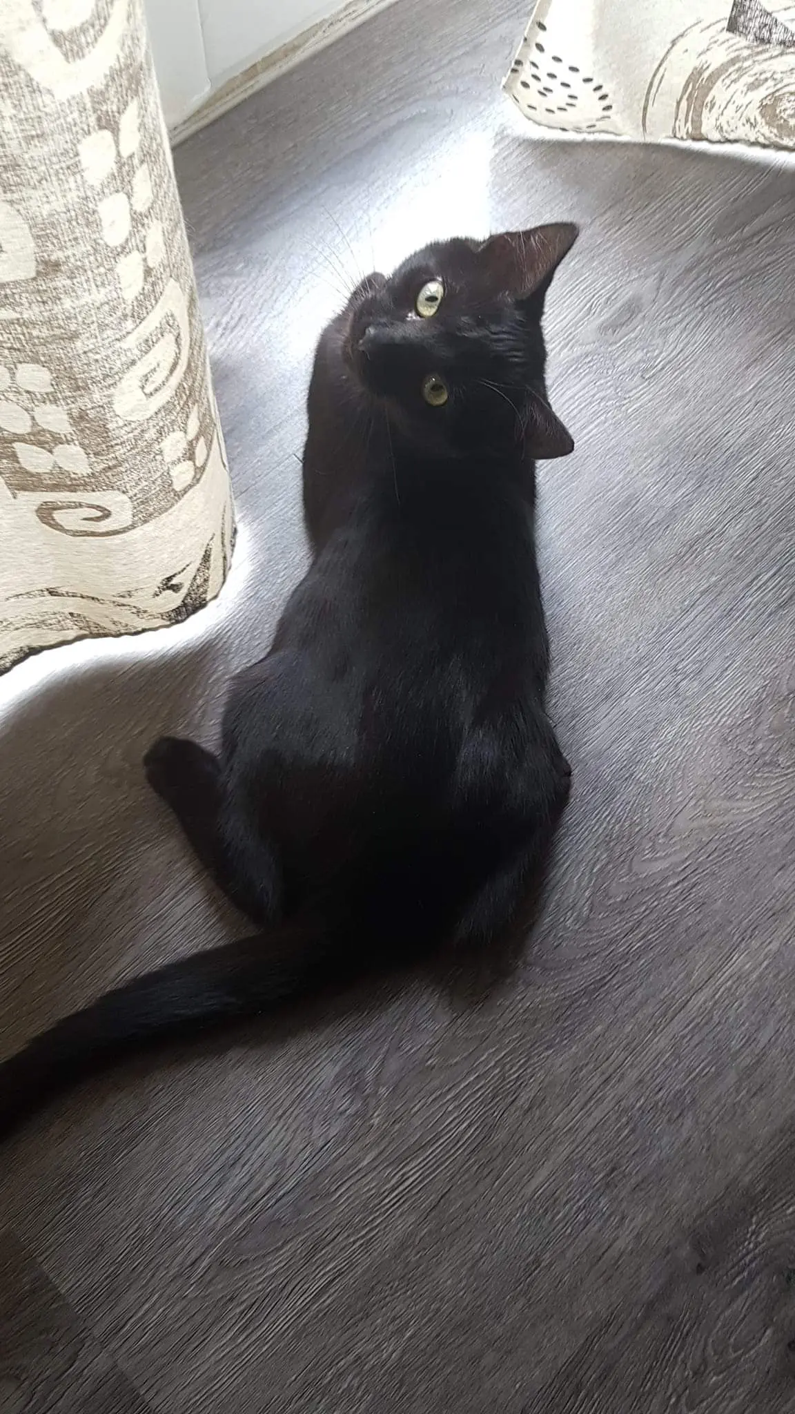 Chat Perdu 30 Gard - Lucifer Chat Perdu 30 Gard - Lucifer