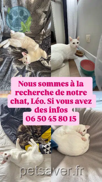 gato lost   30230 Bouillargues Léo