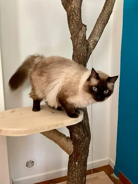 chat lost   30220 Aigues-Mortes Mamour