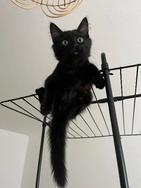 chat lost   30340 Saint-Privat-des-Vieux Mani