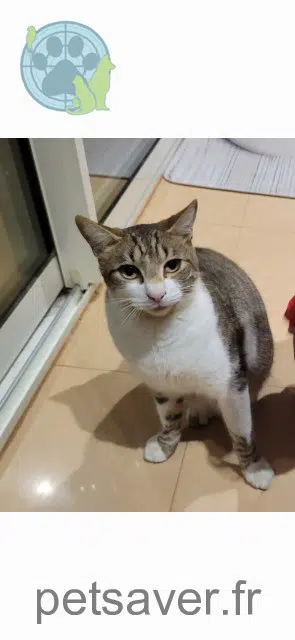 chat lost 30300 Beaucaire Maohi