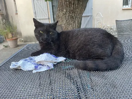 Chat Perdu 30 Gard - Marcel Chat Perdu 30 Gard - Marcel