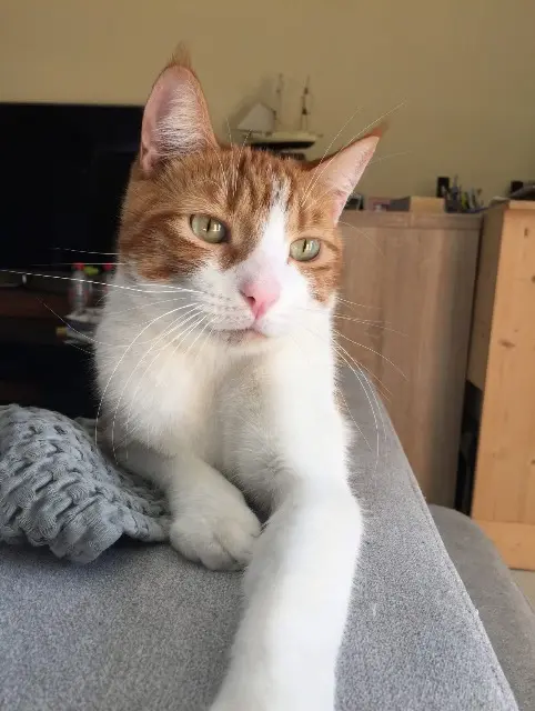 chat lost   30980 Langlade Marty