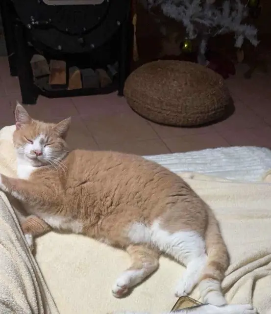 chat lost   30390 Domazan Maxou