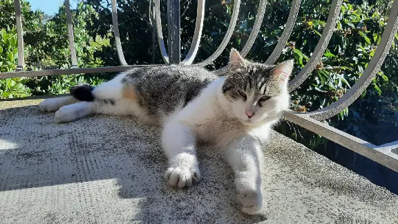 Chat Perdu 30 Gard - Melkior Chat Perdu 30 Gard - Melkior