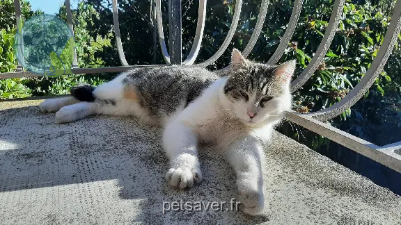 Chat Perdu 30 Gard - Melkior Chat Perdu 30 Gard - Melkior