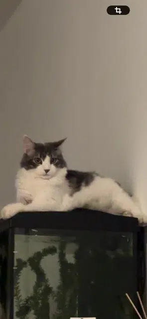 chat lost   30128 Garons Mi